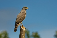 Kane krahujova - Rupornis magnirostris - Roadside Hawk o1440